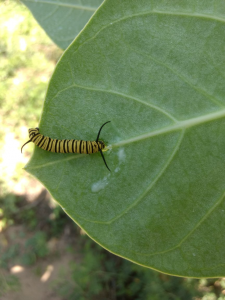 O artigo sugere que as plantas produtoras de látex liberam neste líquido uma variedade de moléculas capazes de defendê-las do ataque de agressores (Foto: divulgação)